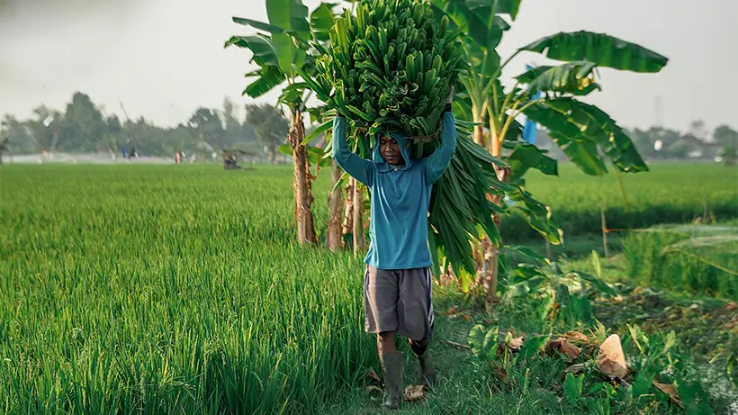 We Harvest Pandan Leaves Monthly, Ranging From 5 To 10 Tons