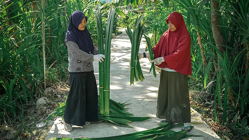 Our Pandan Leaves Generally Range From 4–7 Cm Wide