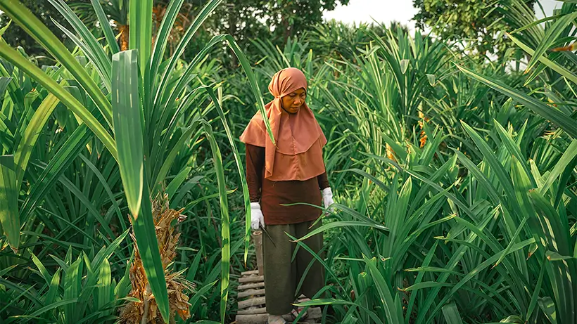 Our Pandan Leaves Grow 1–2 Meters Long, Have A Lush Green Color