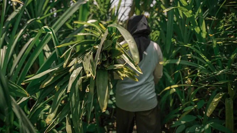 We Use Correct Harvesting Techniques To Keep Pandan Leaves Fresh
