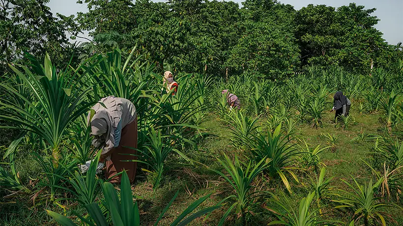 Our 5–6 Hectare Farmland And Strategic Location